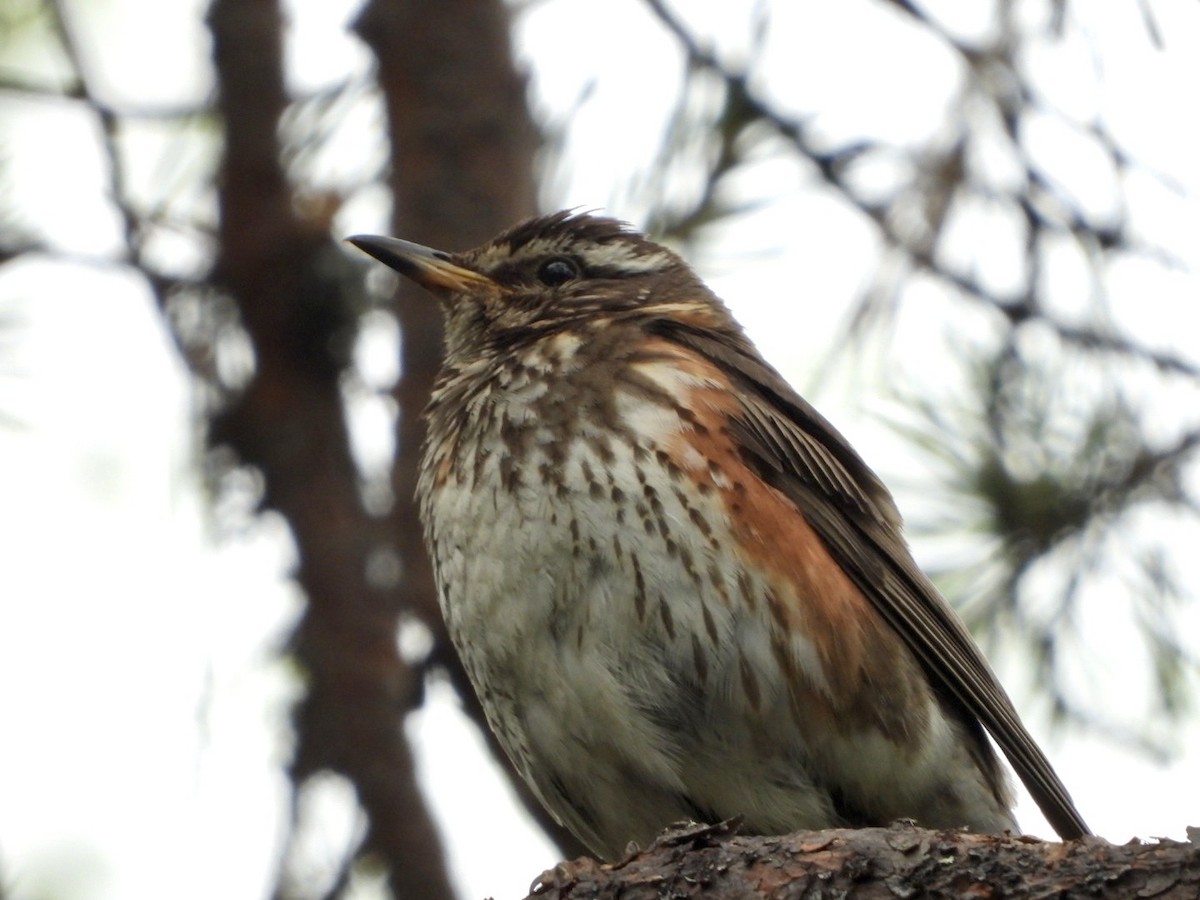 Redwing - ML593656881