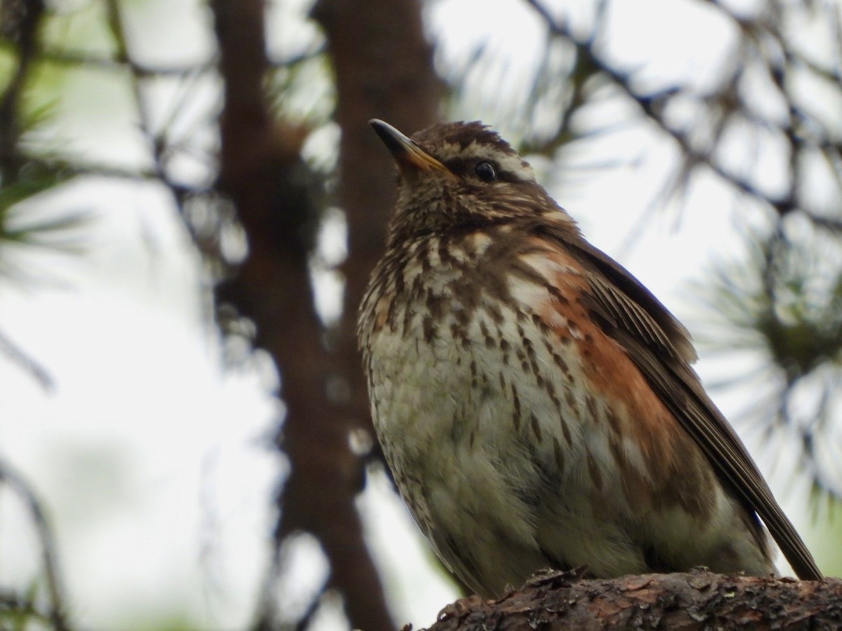 Redwing - ML593656891