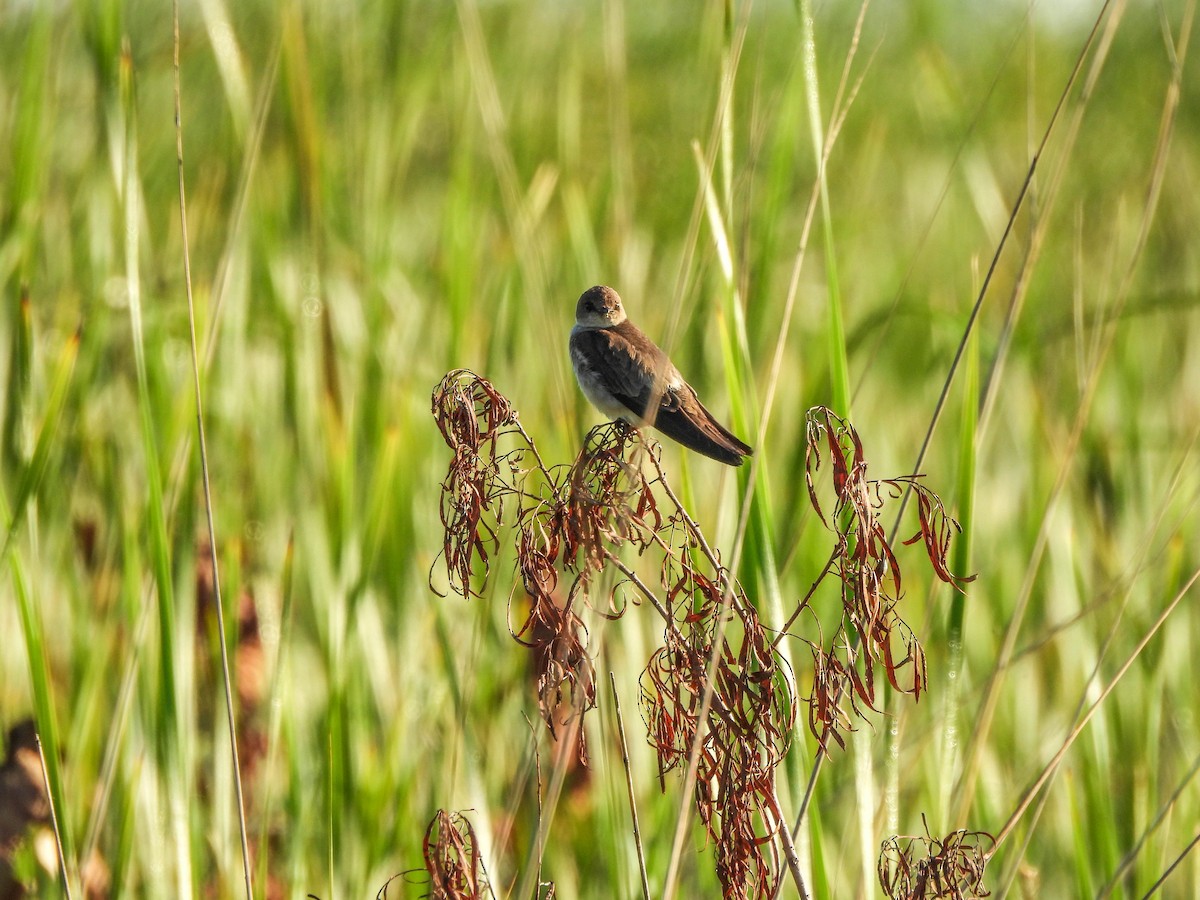 Northern Rough-winged Swallow - ML593657041