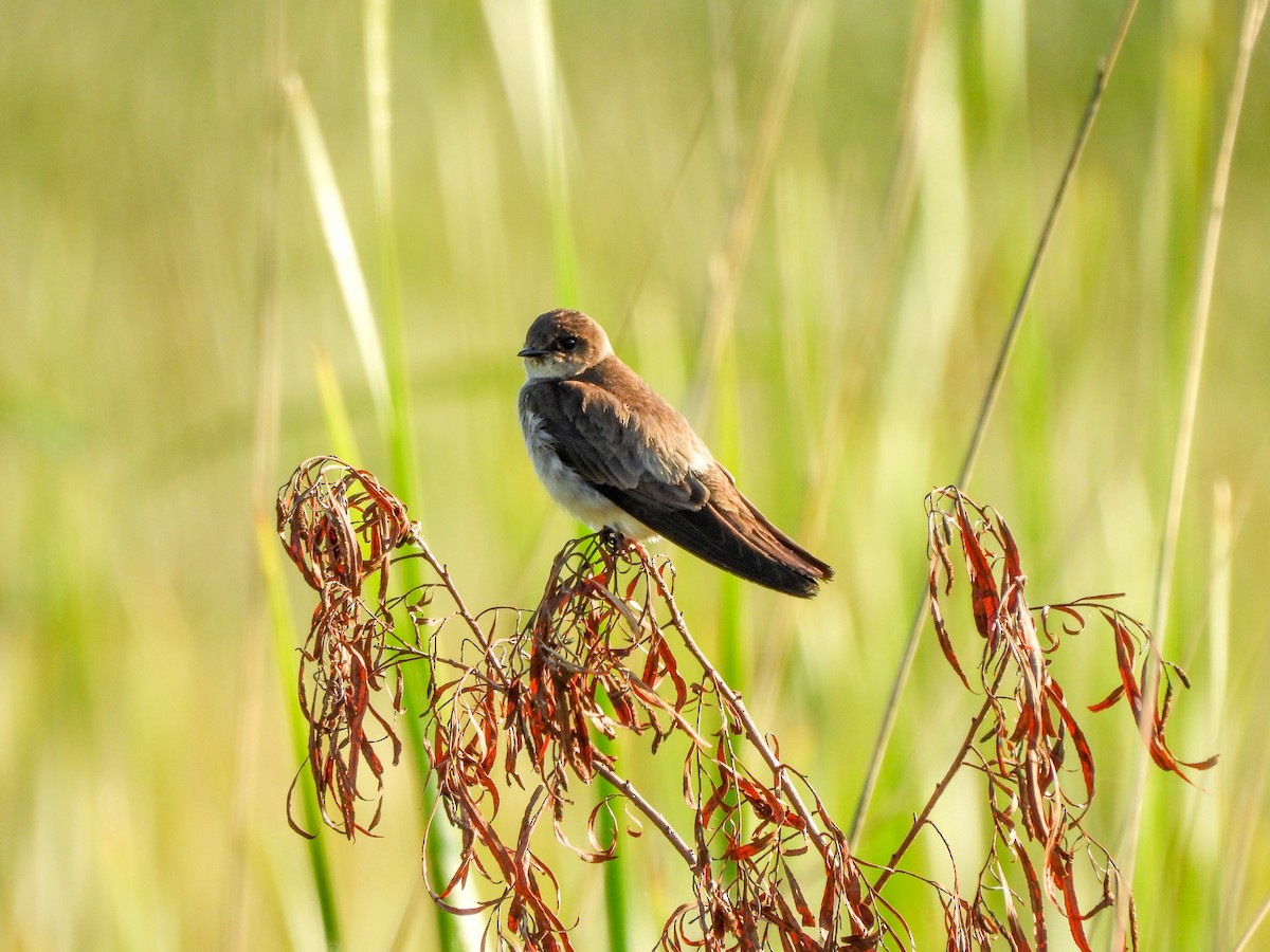 Northern Rough-winged Swallow - ML593657051