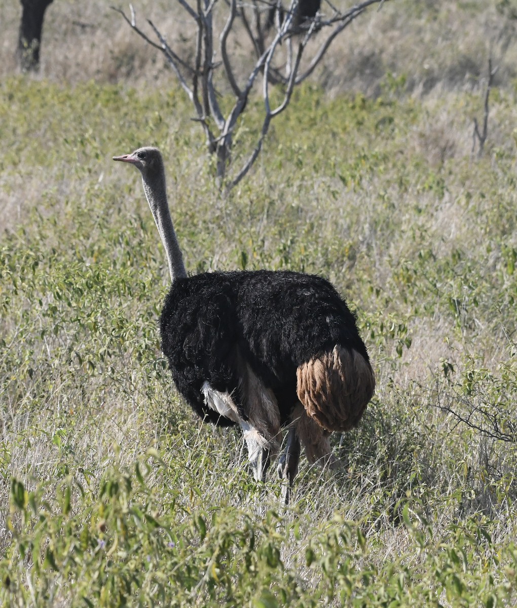 Африканский страус - ML593657861