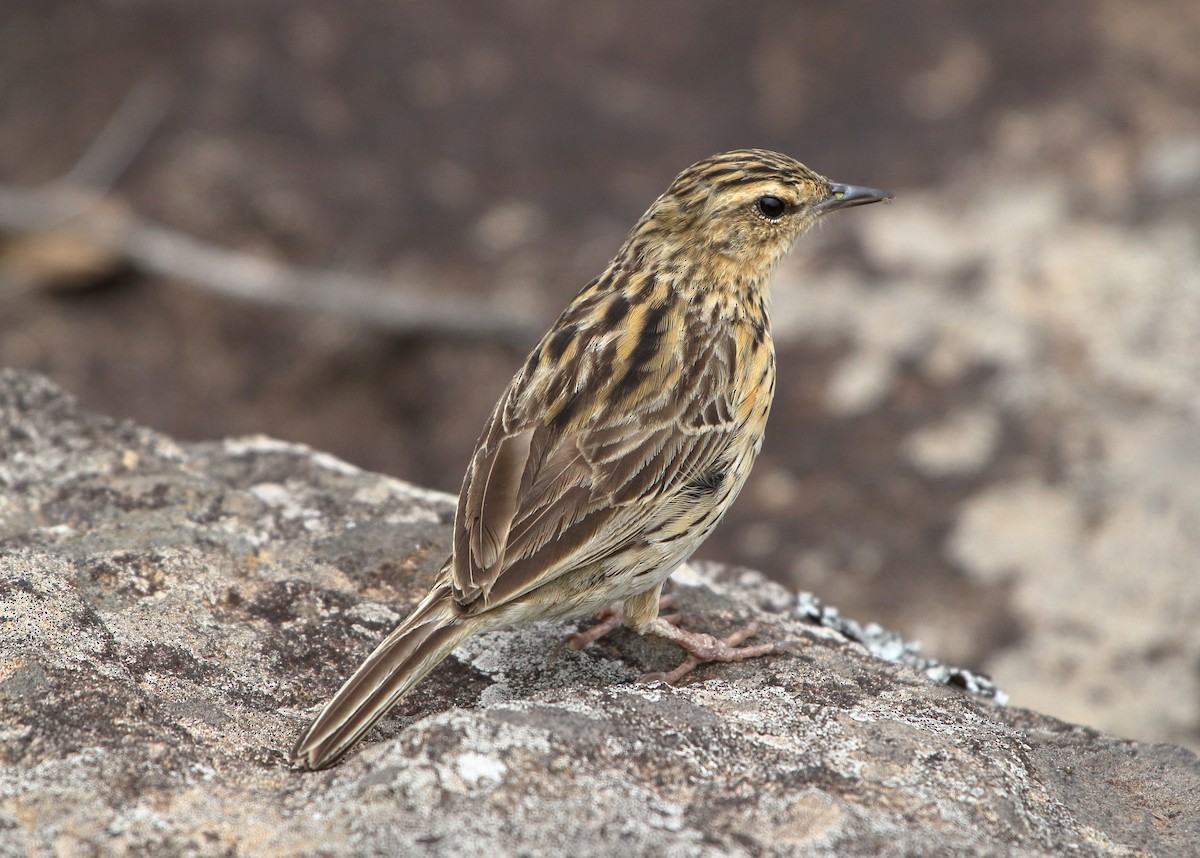 Nilgiri Pipit - ML593658251