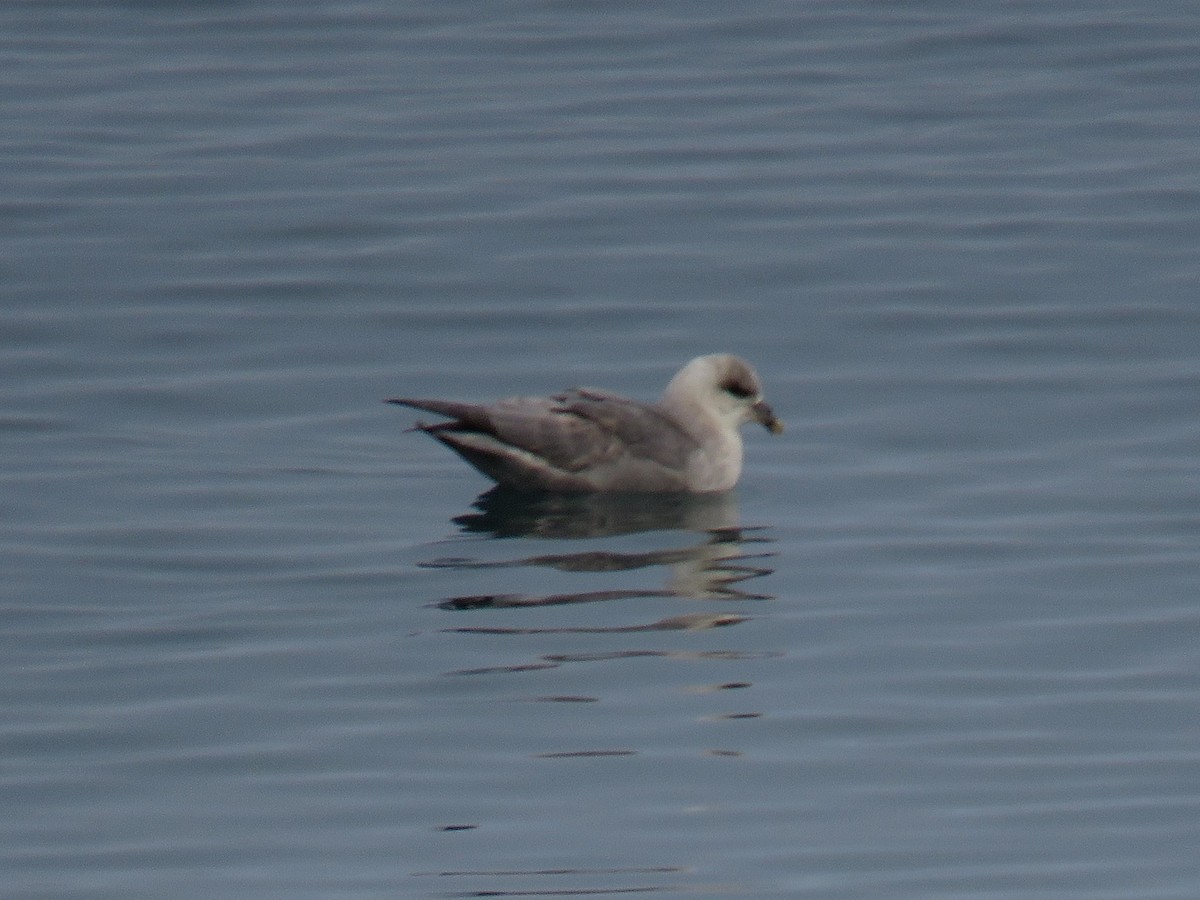 Northern Fulmar - Jose Antonio Garcia