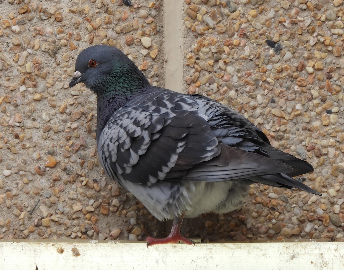 Сизый голубь (Одомашненного типа) - ML593659371