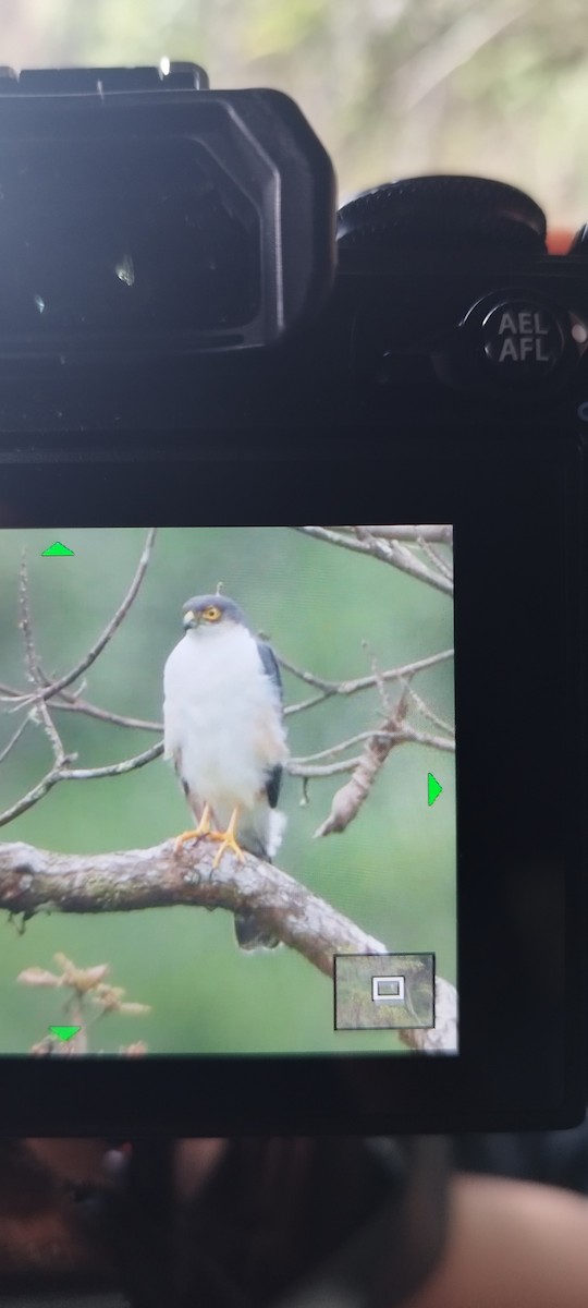 Bicolored Hawk - ML593659831