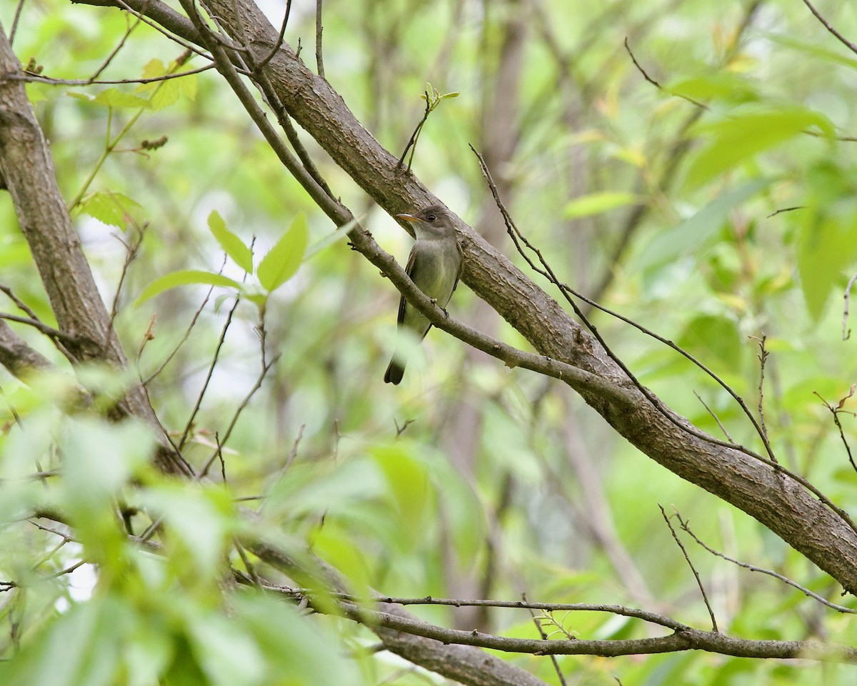 Eastern Wood-Pewee - Jon Cefus