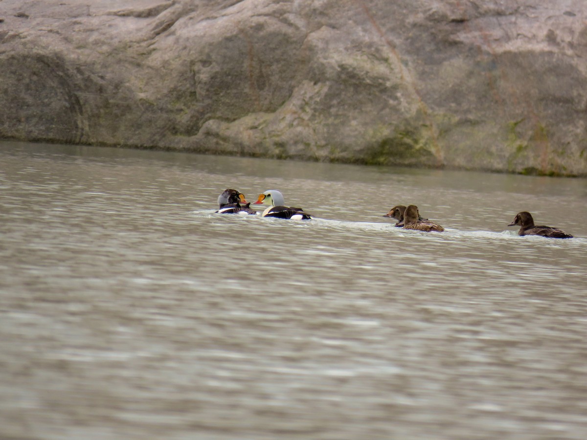 Eider à tête grise - ML593661371