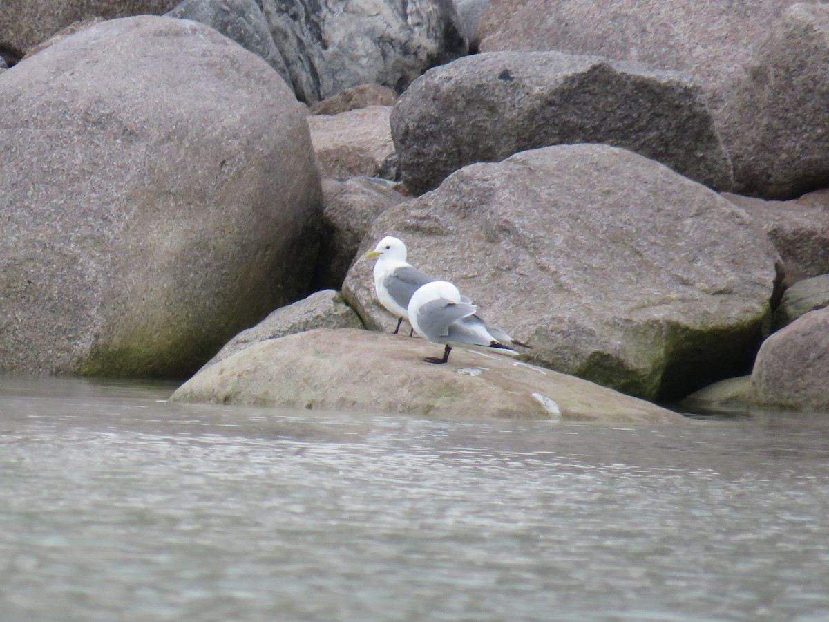 Black-legged Kittiwake - ML593661751