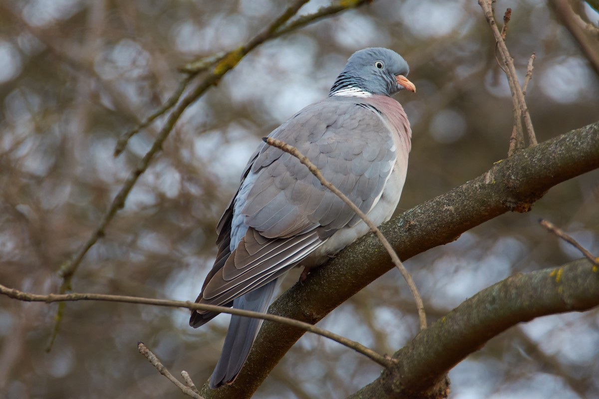 Common Wood-Pigeon - ML593663301
