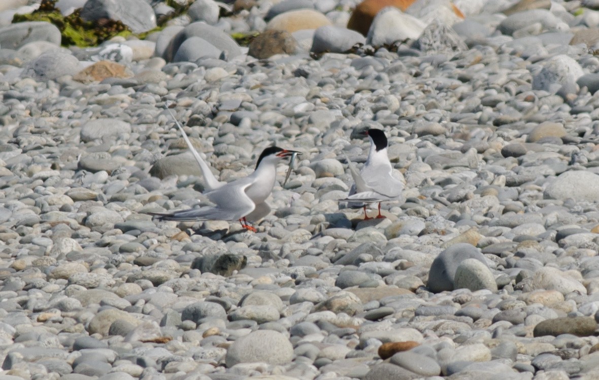 Roseate Tern - ML593663421