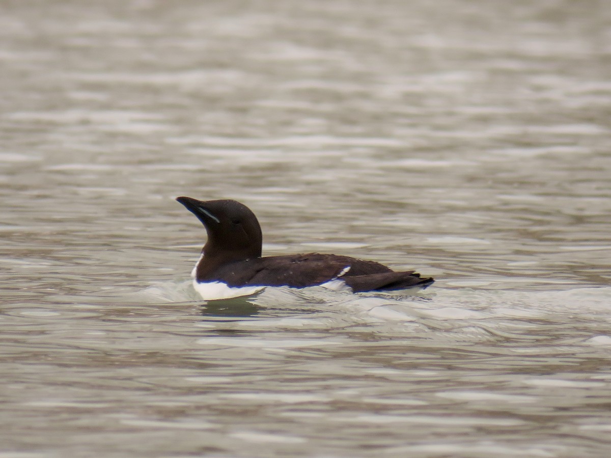 Thick-billed Murre - Jose Antonio Garcia