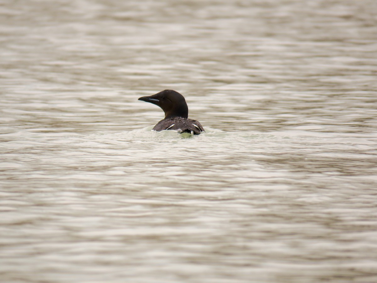 Guillemot de Brünnich - ML593665421