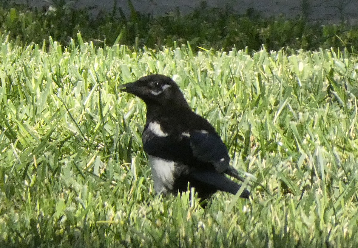 Eurasian Magpie - ML593666451