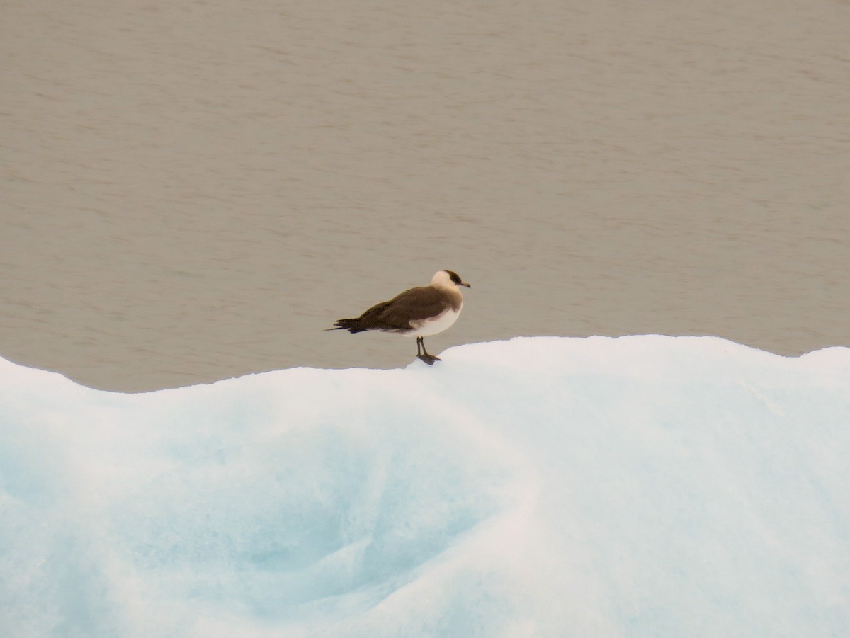 Parasitic Jaeger - Jose Antonio Garcia