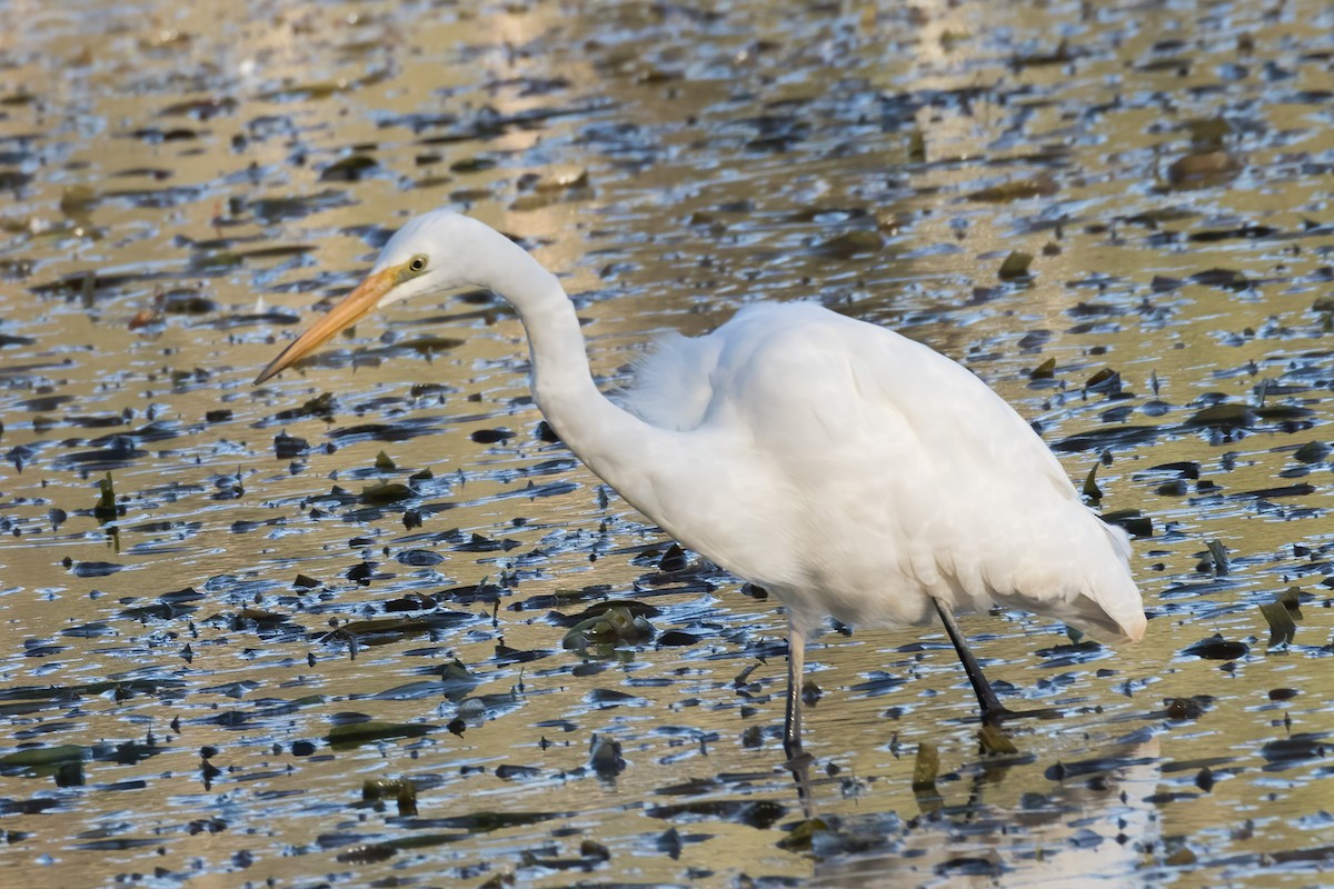 Great Egret - ML593668491