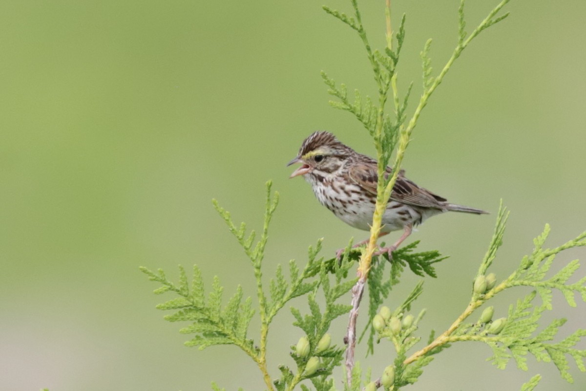 Savannah Sparrow - Steve McNamara