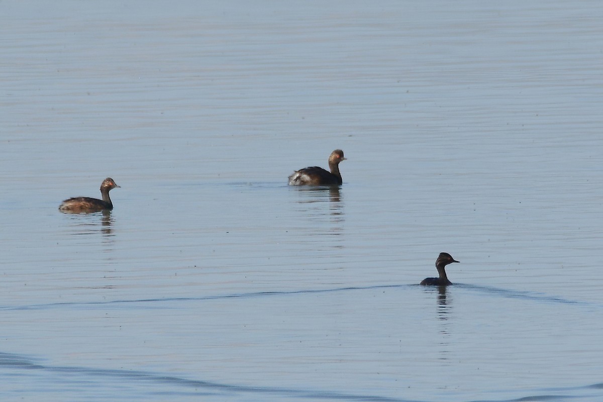 Eared Grebe - Ergün Cengiz