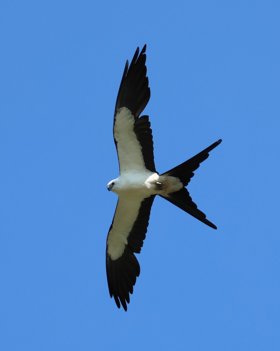 Swallow-tailed Kite - ML593670391