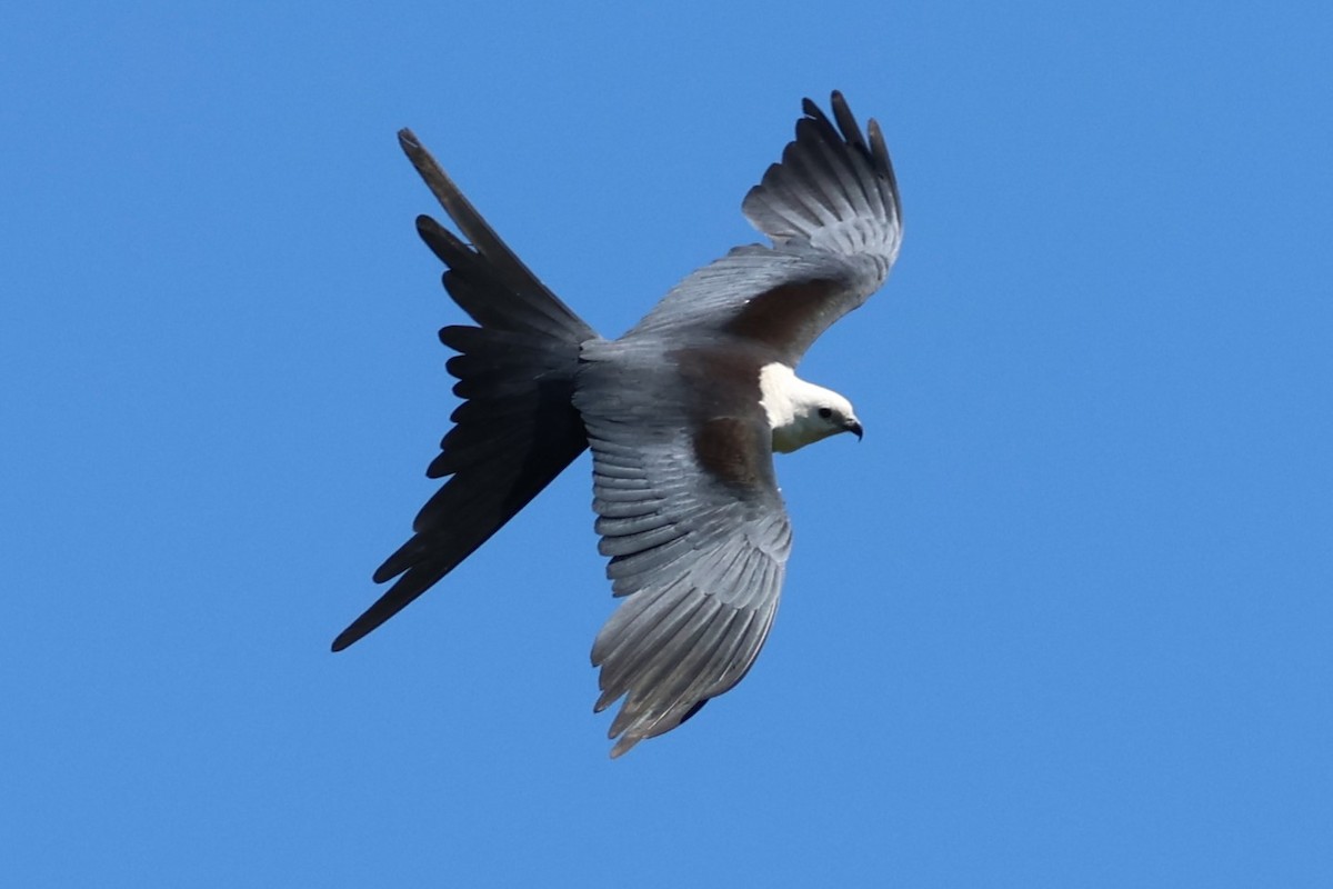 Swallow-tailed Kite - ML593670401