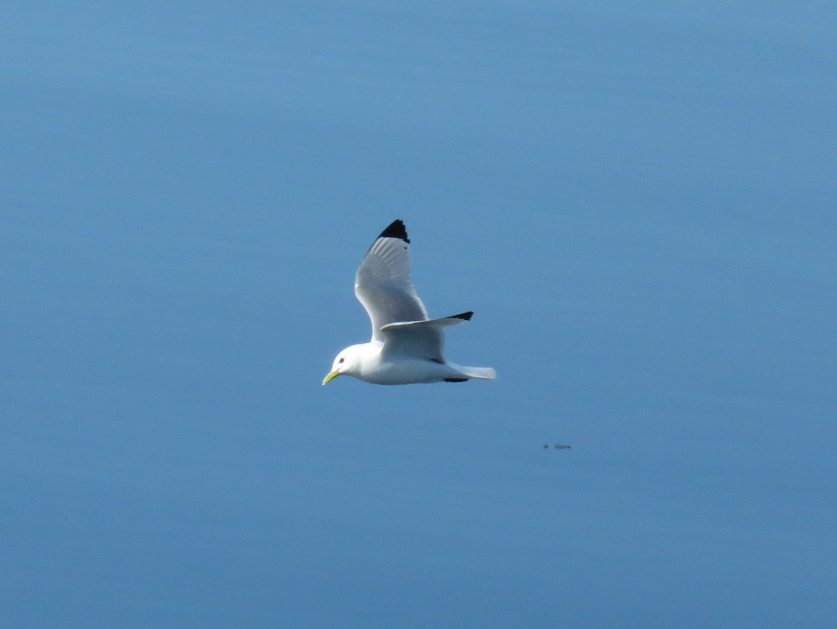 Black-legged Kittiwake - ML593670741