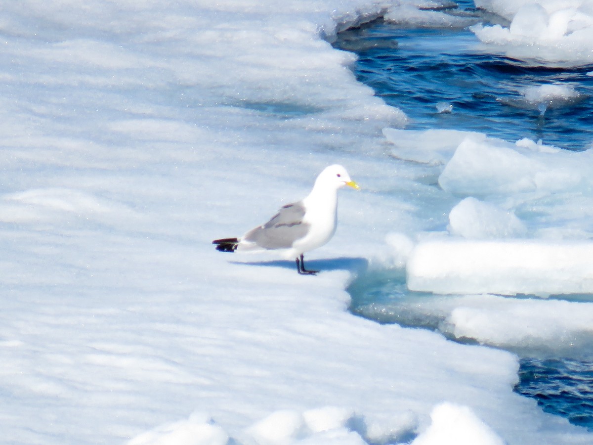 Black-legged Kittiwake - Jose Antonio Garcia