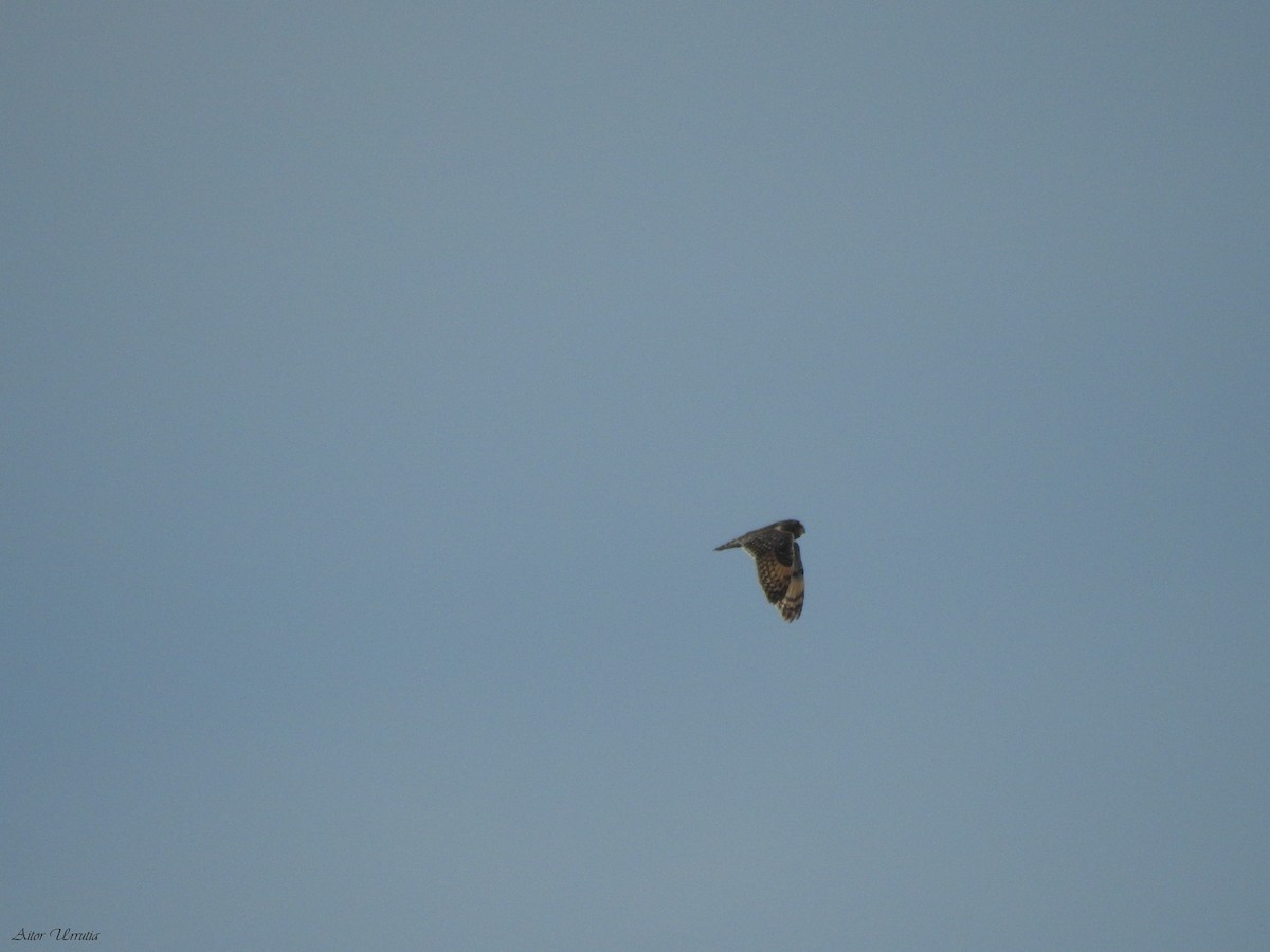 Short-eared Owl - ML593672011