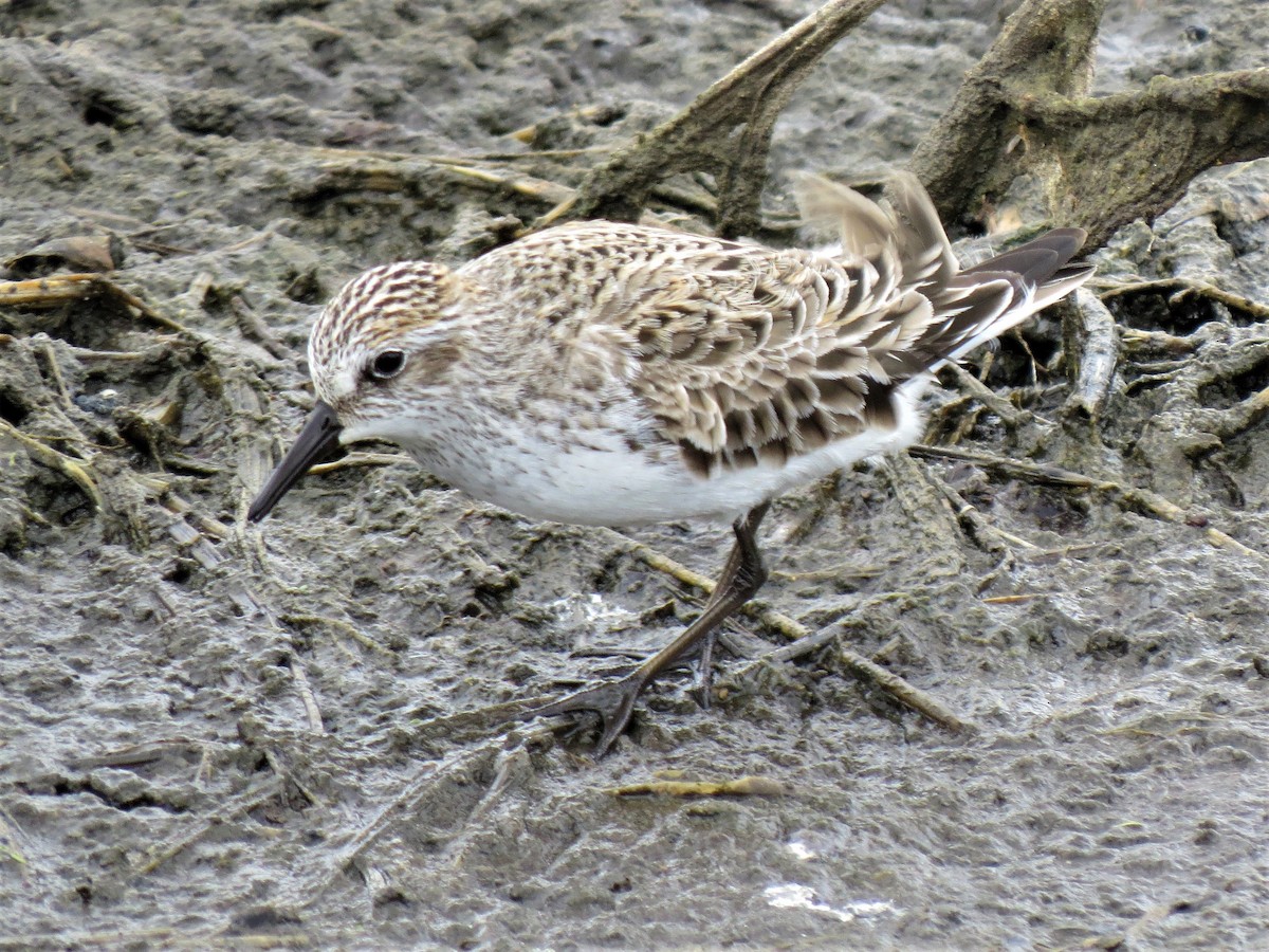 Semipalmated Sandpiper - ML59367361