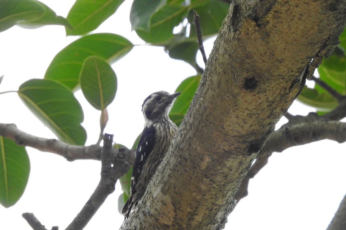 Gray-capped Pygmy Woodpecker - ML593674371