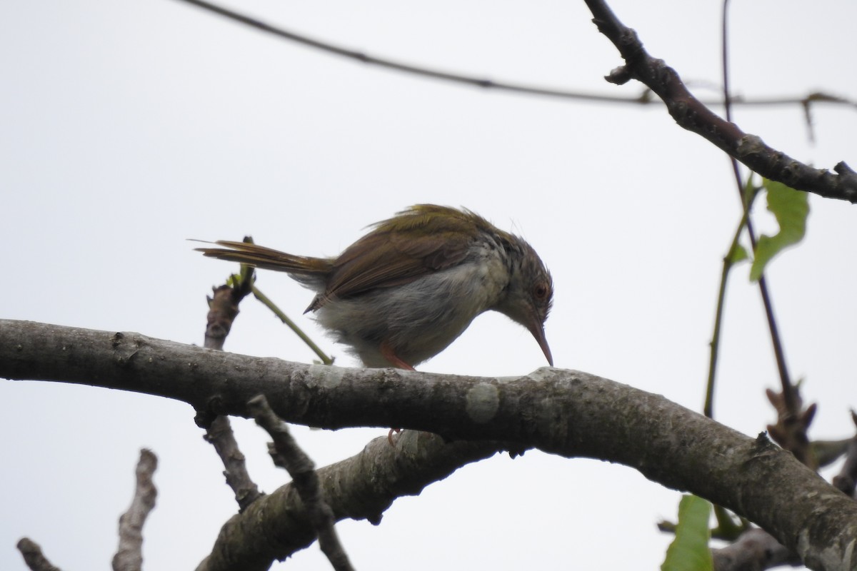 Common Tailorbird - ML593674541