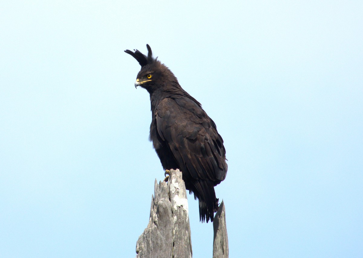 Long-crested Eagle - ML593675951