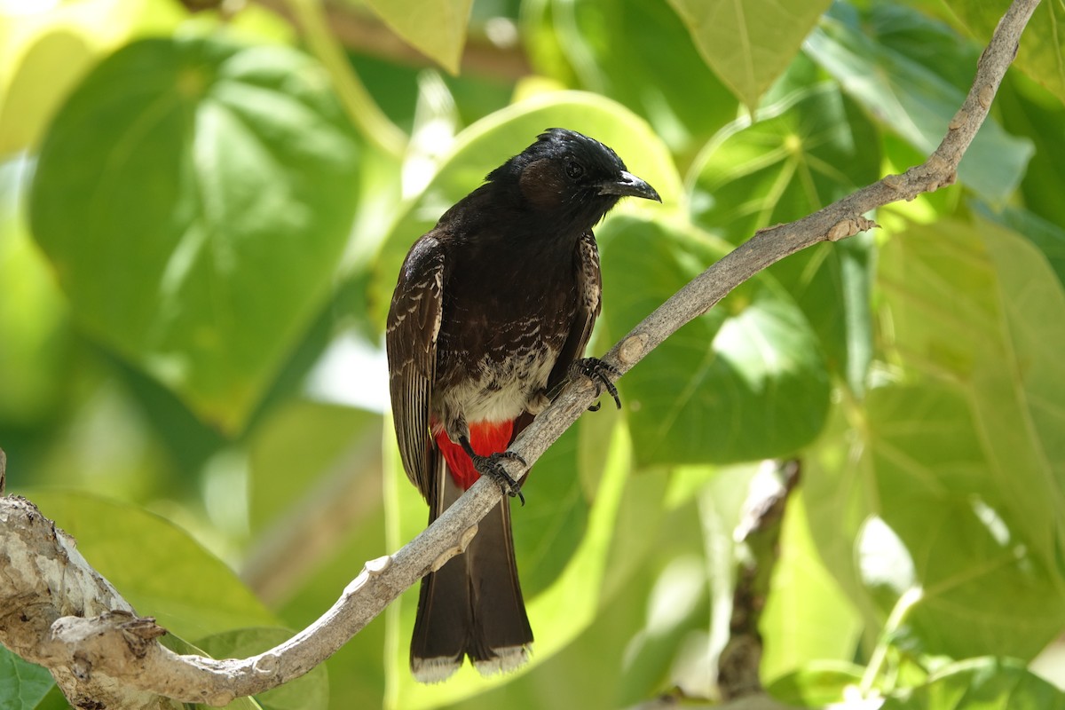 Bulbul à ventre rouge - ML593676711