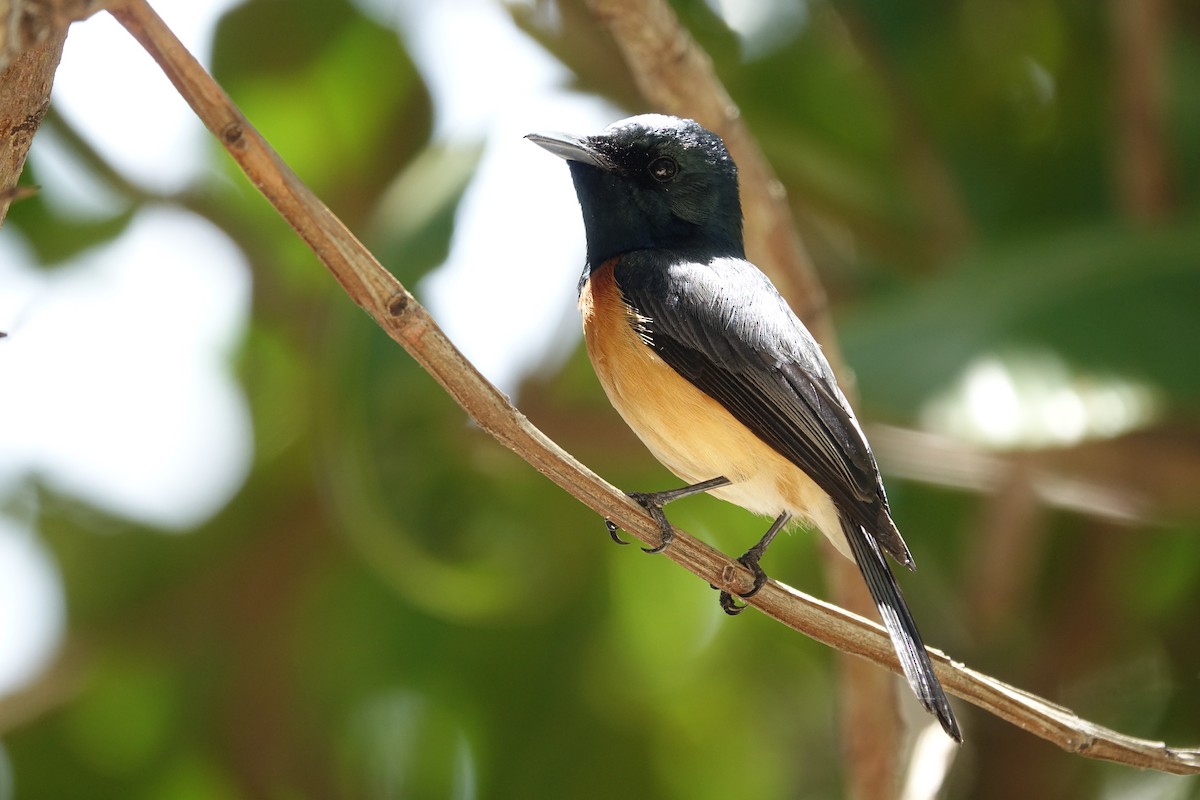 Vanikoro Flycatcher - Bert Wessling