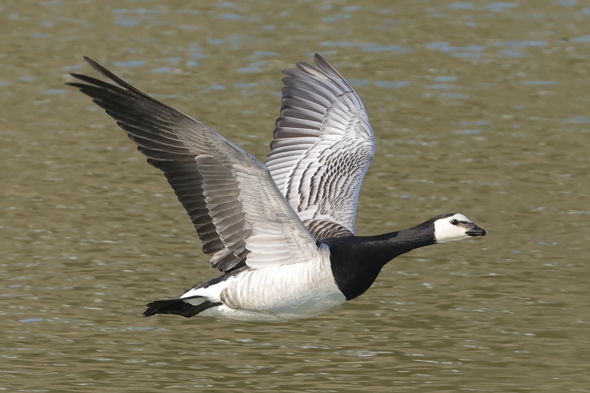 Barnacle Goose - Fabio Olmos
