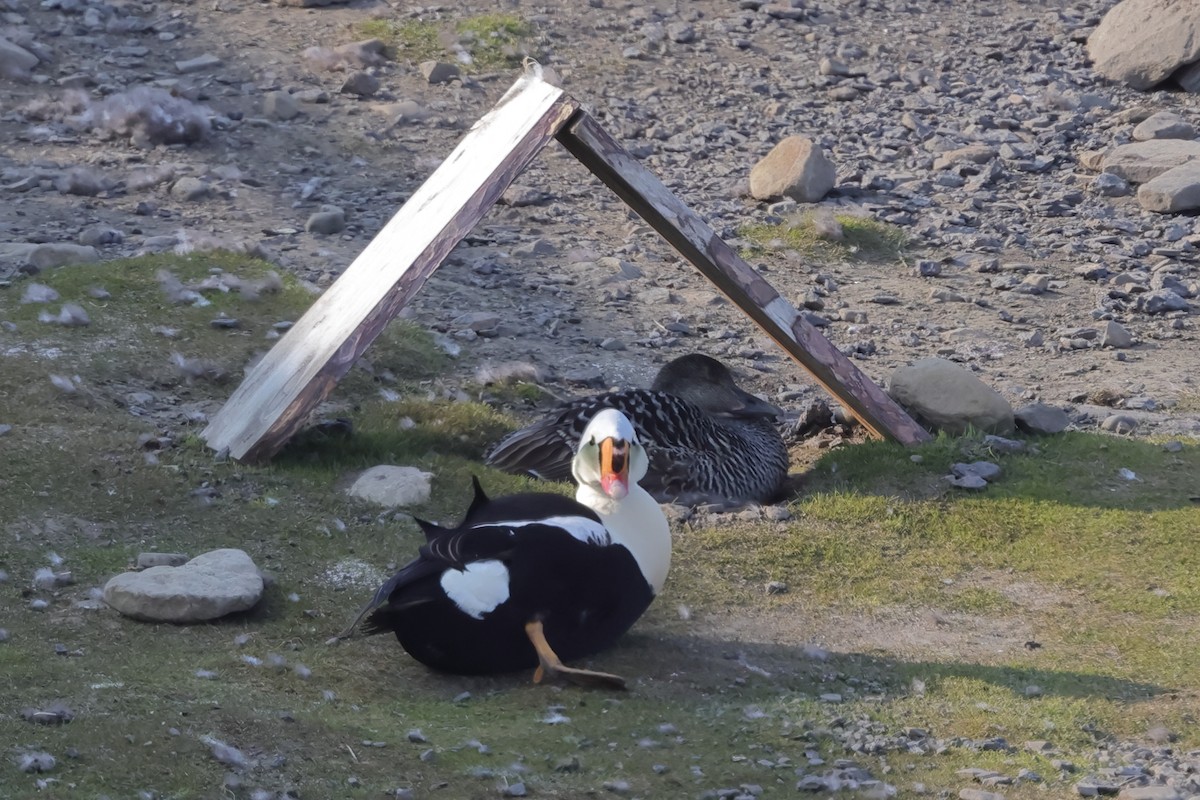 King Eider - ML593677971