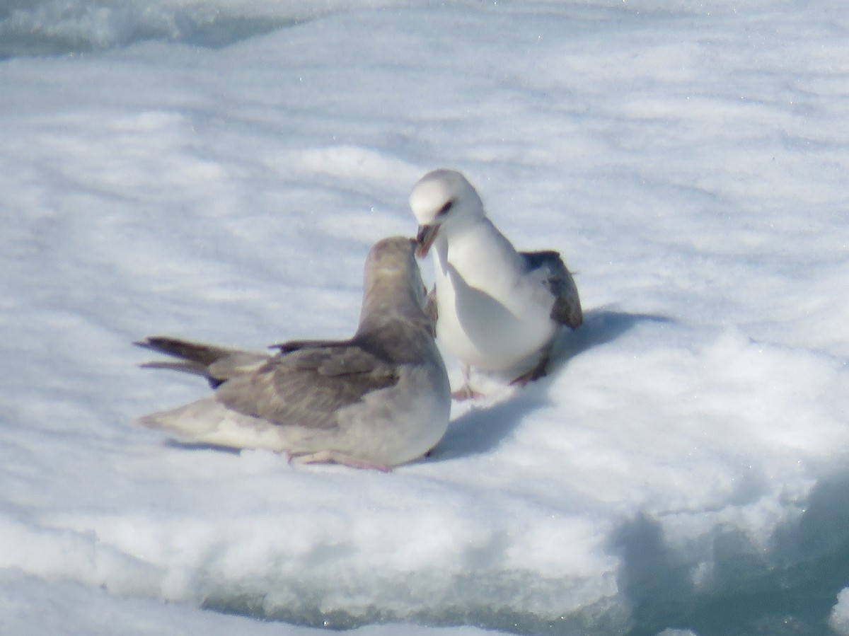 Fulmar boréal - ML593678311