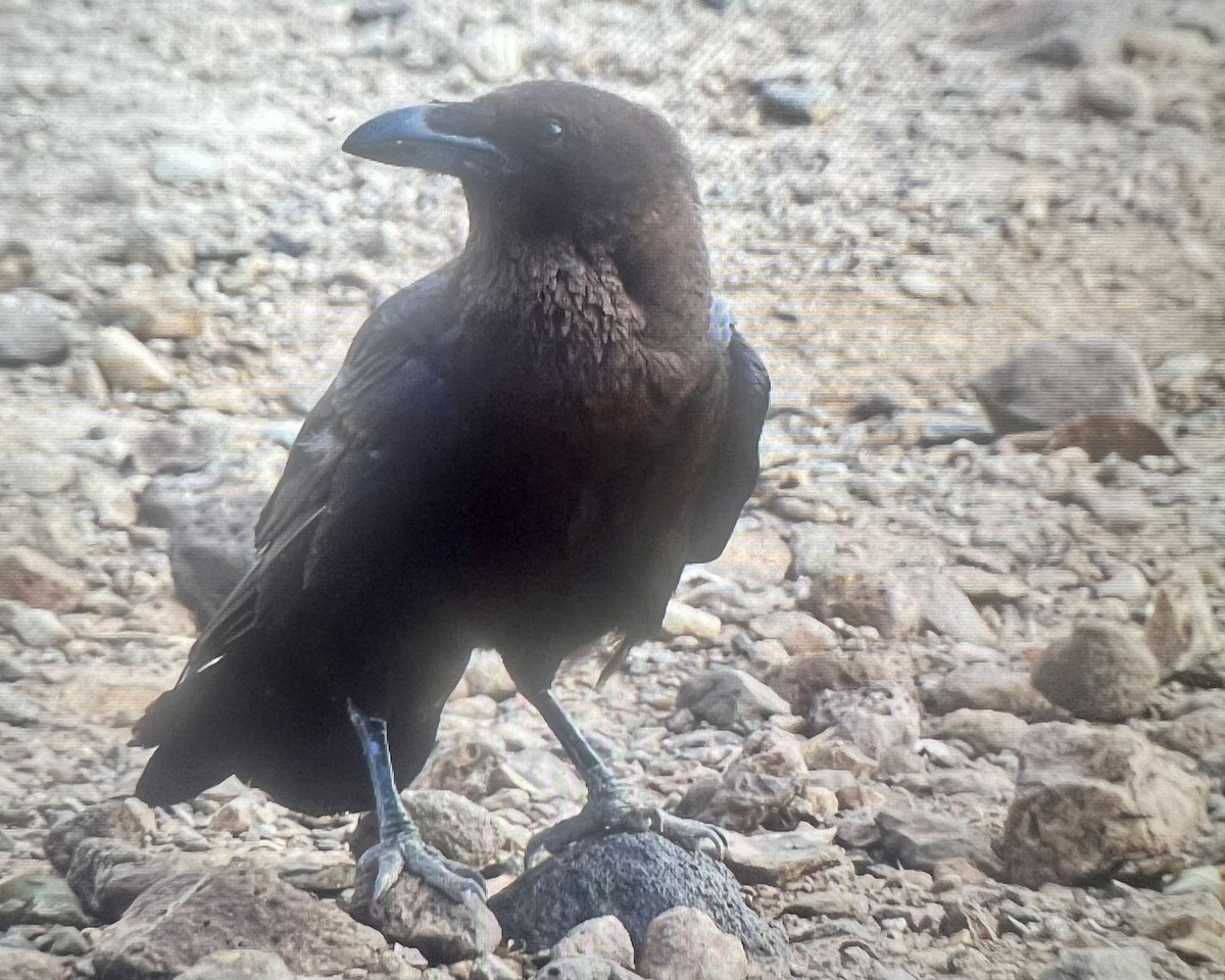 Somali Crow - ML593678701