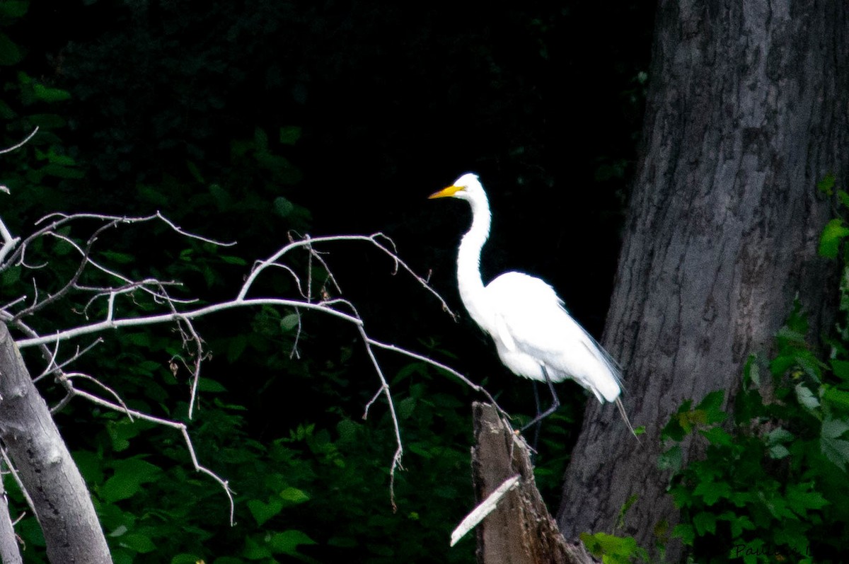 Great Egret - ML593678791