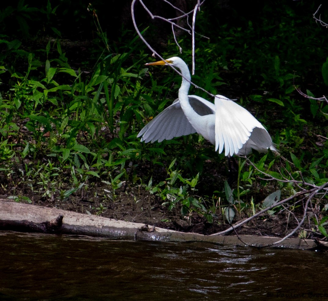 Great Egret - ML593678801