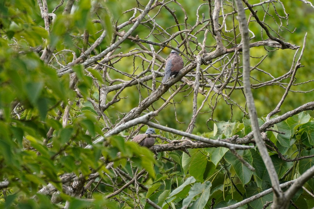 Red Collared-Dove - Shih-Chun Huang