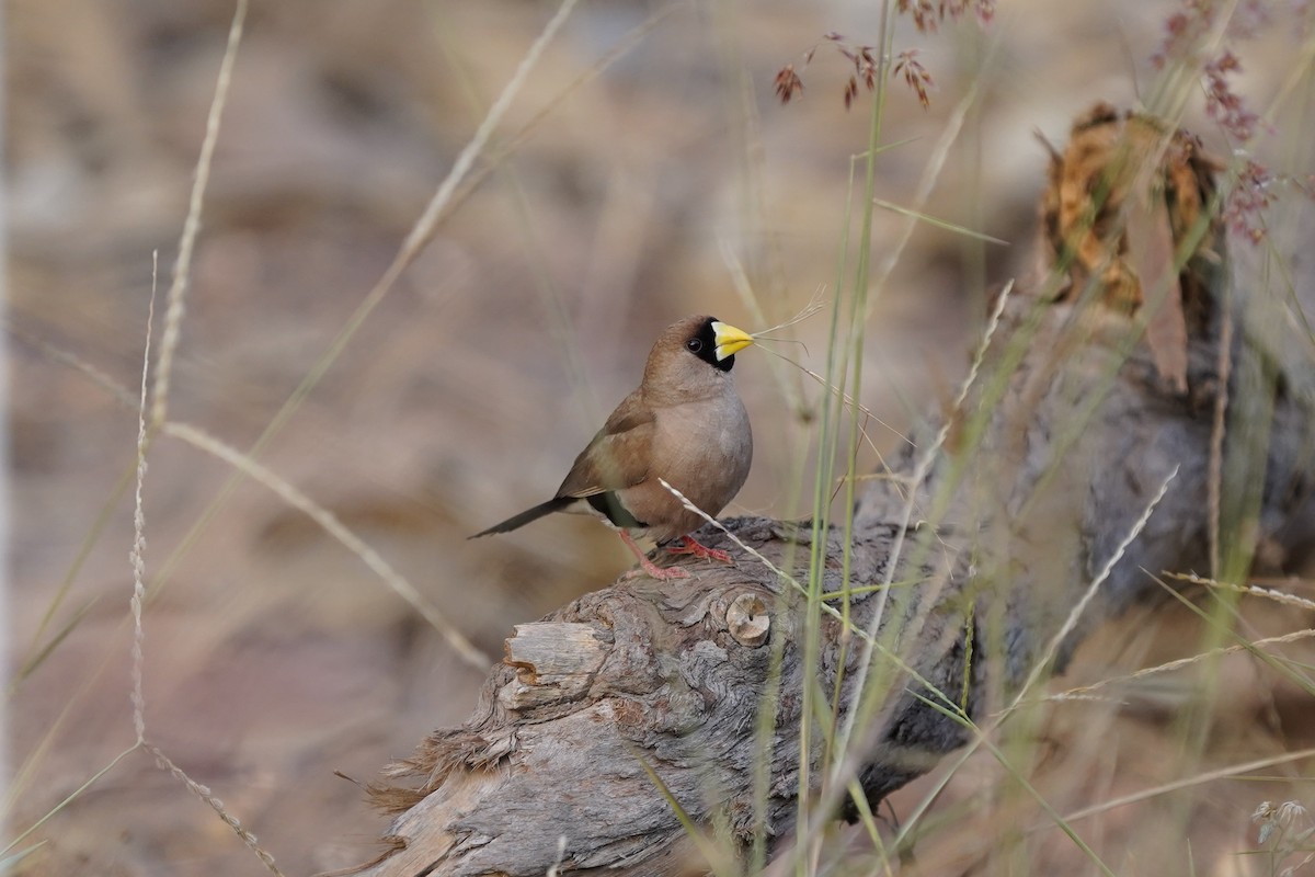 Masked Finch (Masked) - ML593680091