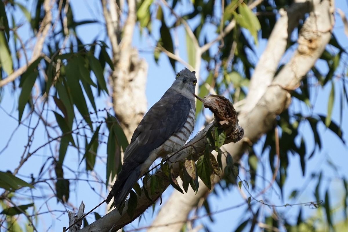 Pacific Baza - ML593680171