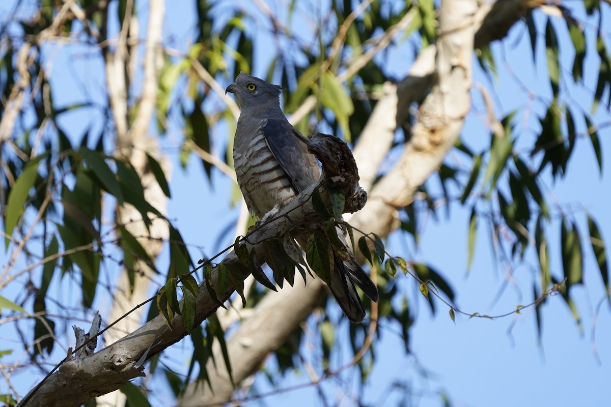 Pacific Baza - ML593680181