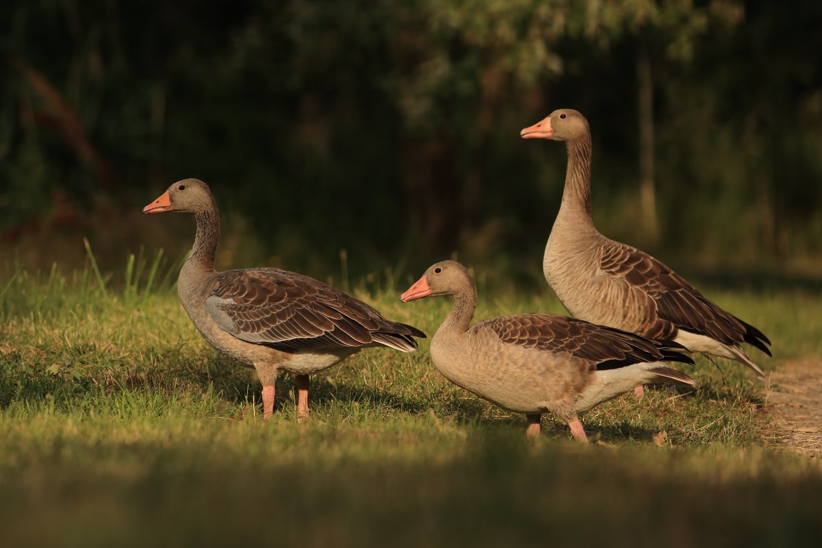 Graylag Goose - Grzegorz Burkowski