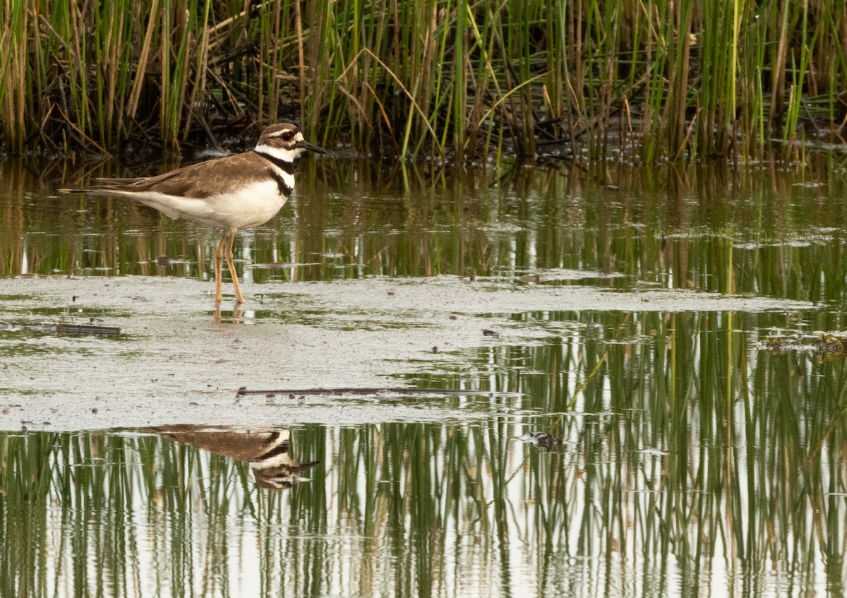 Killdeer - ML593685101