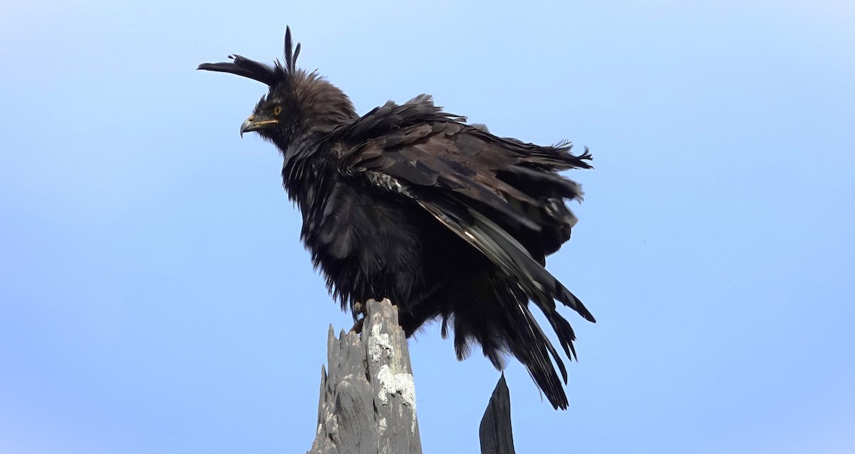 Long-crested Eagle - ML593685551