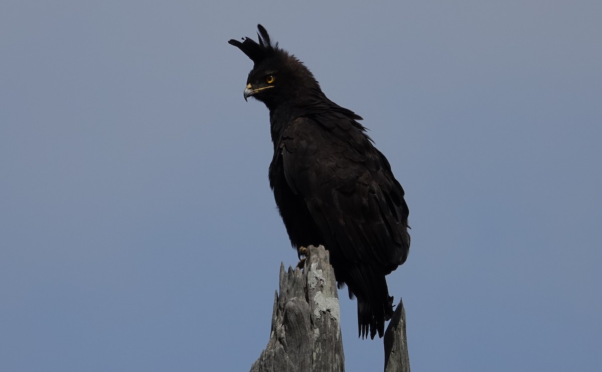 Long-crested Eagle - ML593685561