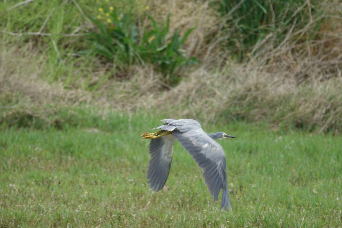 White-faced Heron - ML593685951