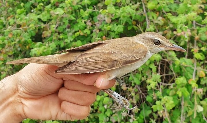 Great Reed Warbler - ML593686441