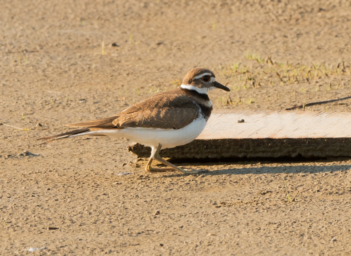 Killdeer - ML593687211