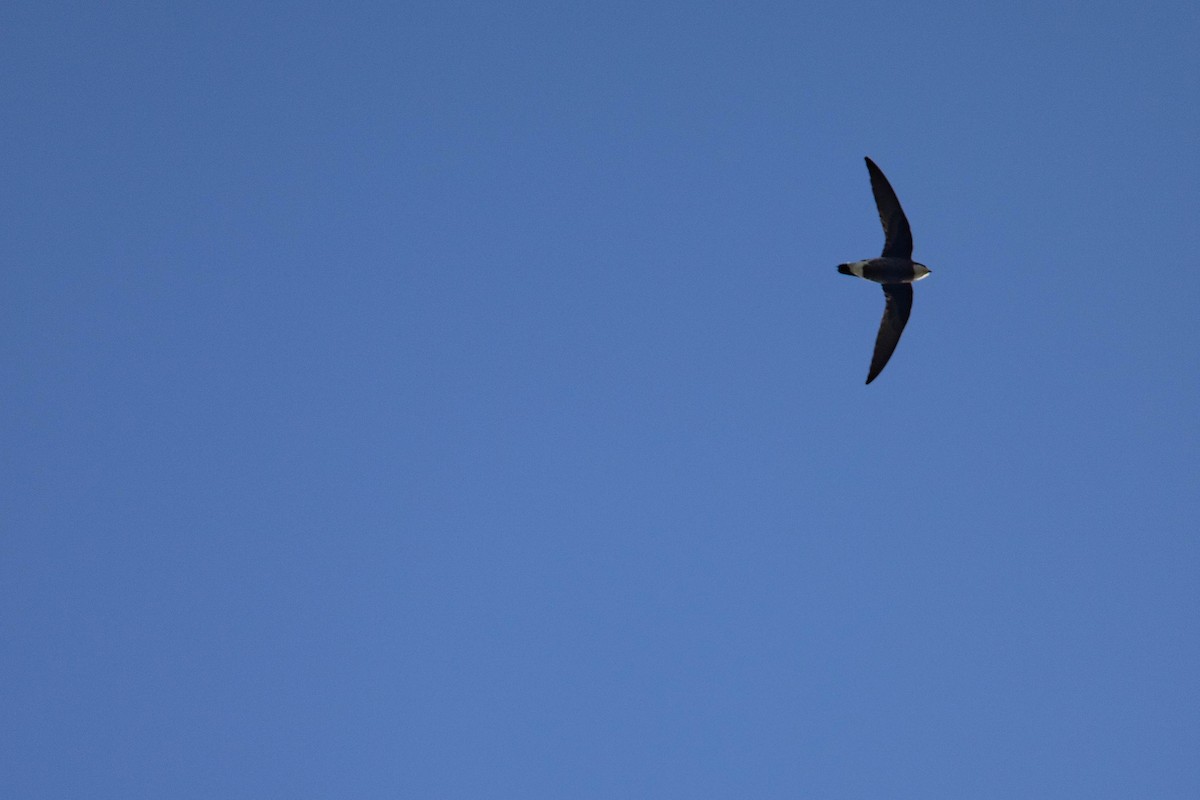 White-throated Needletail - Robert Tizard